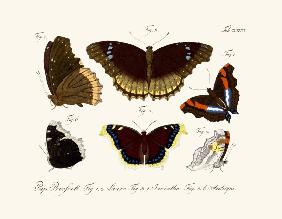 Butterflies 1783-1806