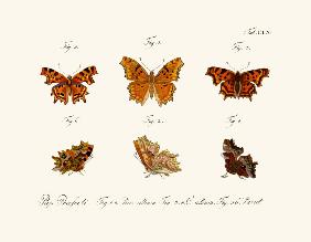 Butterflies 1783-1806