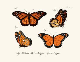 Butterflies 1783-1806