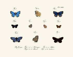 Butterflies 1783-1806