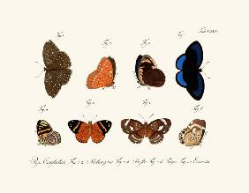 Butterflies 1783-1806