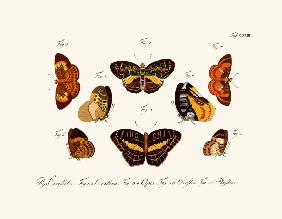 Butterflies 1783-1806