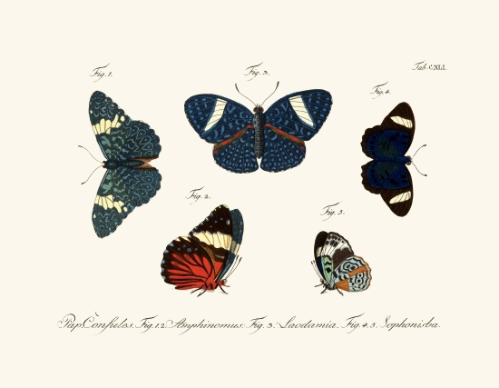 Butterflies von German School, (18th century)