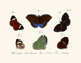 Butterflies 1783-1806