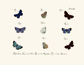 Butterflies 1783-1806