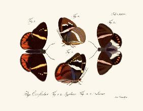 Butterflies 1783-1806