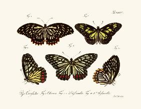 Butterflies 1783-1806