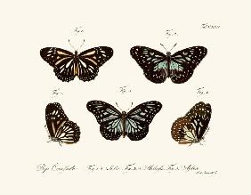 Butterflies 1783-1806