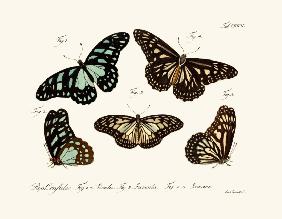 Butterflies 1783-1806