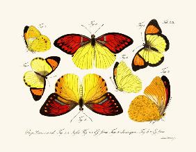 Butterflies 1783-1806