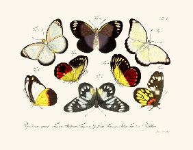 Butterflies 1783-1806