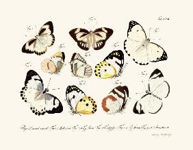 Butterflies 1783-1806