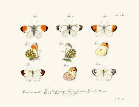 Butterflies 1783-1806