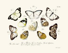 Butterflies 1783-1806