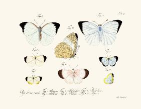 Butterflies 1783-1806