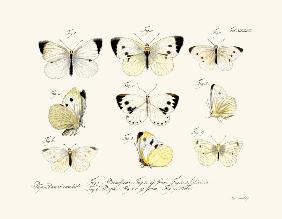 Butterflies 1783-1806