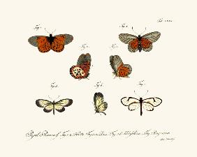 Butterflies 1783-1806