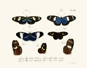 Butterflies 1783-1806