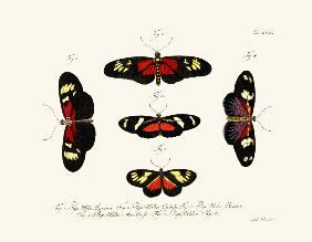 Butterflies 1783-1806