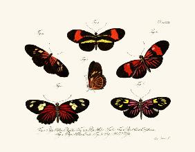 Butterflies 1783-1806