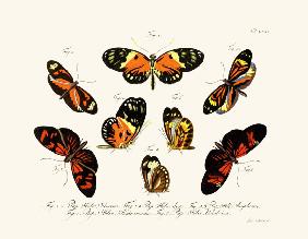 Butterflies 1783-1806