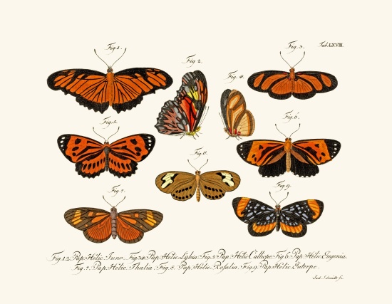 Butterflies von German School, (18th century)