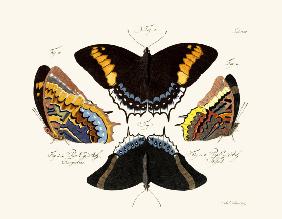 Butterflies 1783-1806