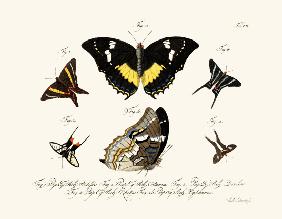 Butterflies 1783-1806