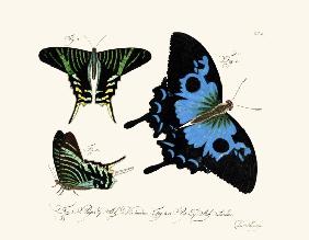 Butterflies 1783-1806