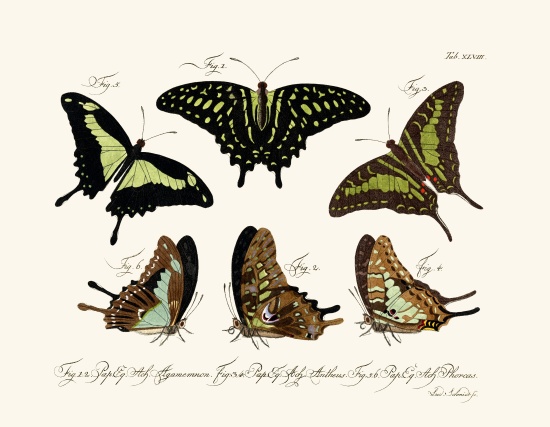 Butterflies von German School, (18th century)