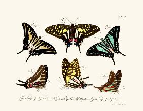 Butterflies 1783-1806