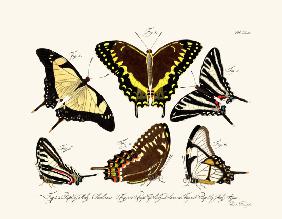 Butterflies 1783-1806