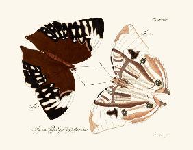 Butterflies 1783-1806