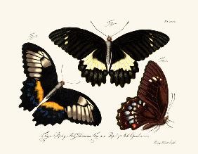 Butterflies 1783-1806