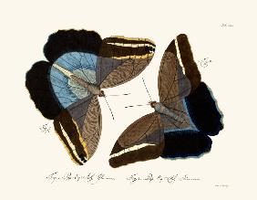 Butterflies 1783-1806