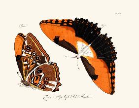 Butterflies 1783-1806