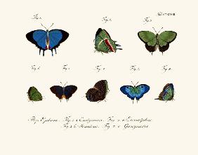 Butterflies 1783-1806