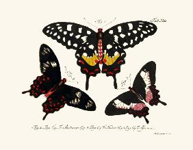 Butterflies 1783-1806