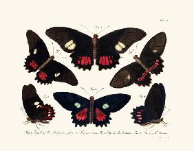 Butterflies 1783-1806