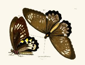 Butterflies 1783-1806