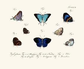 Butterflies 1783-1806