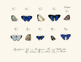 Butterflies 1783-1806