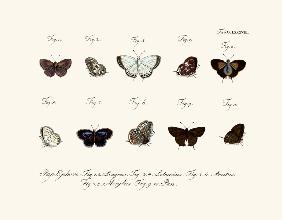 Butterflies 1783-1806