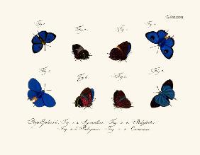 Butterflies 1783-1806