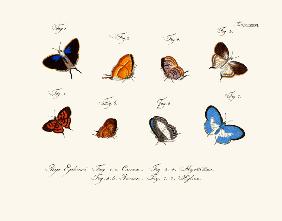 Butterflies 1783-1806