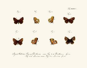 Butterflies 1783-1806