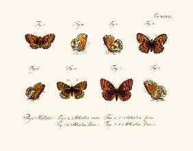 Butterflies 1783-1806