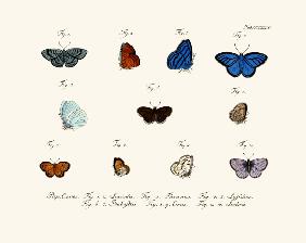 Butterflies 1783-1806