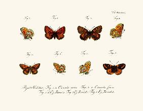 Butterflies 1783-1806