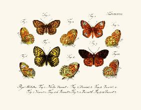 Butterflies 1783-1806